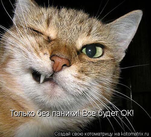 Котоматрица: Только без паники! Все будет ОК!