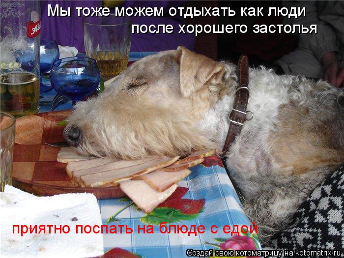 Котоматрица: Мы тоже можем отдыхать как люди после хорошего застолья приятно поспать на блюде с едой