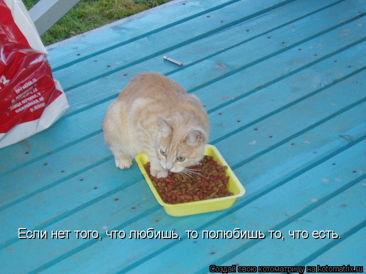 Котоматрица: Если нет того, что любишь, то полюбишь то, что есть.