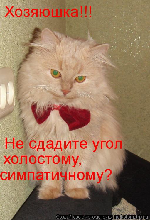 Хозяюшка!!! Не сдадите угол холостому, симпатичному?... Котоматрица: Хозяюшка!!! Не сдадите угол холостому, симпатичному?