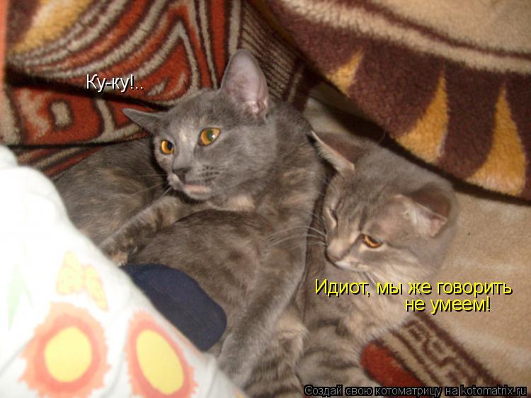 Котоматрица: Ку-ку!.. Идиот, мы же говорить не умеем!