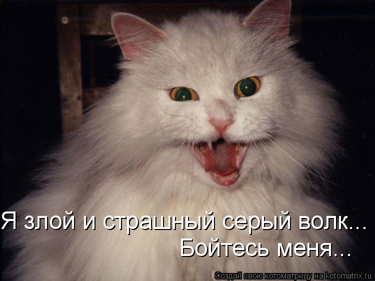 Котоматрица: Я злой и страшный серый волк... Бойтесь меня...