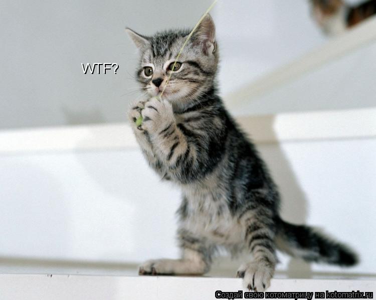 Котоматрица: WTF?