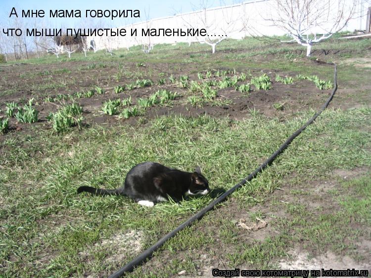 Котоматрица: А мне мама говорила что мыши пушистые и маленькие......
