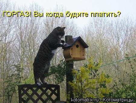 Котоматрица: ГОРГАЗ! Вы когда будите платить?