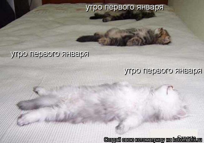Котоматрица: утро первого января утро первого января утро первого января