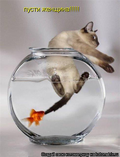 Котоматрица: пусти женщина!!!!!