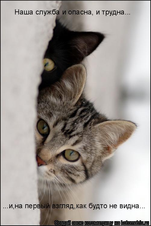 Котоматрица: Наша служба и опасна, и трудна... ...и,на первый взгляд,как будто не видна...