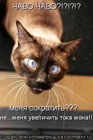 ЧАВО,ЧАВО?!?!?!? меня сократить??? не...меня увеличить тока мона!!!... Котоматрица: ЧАВО,ЧАВО?!?!?!? меня сократить??? не...меня увеличить тока мона!!!