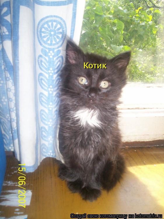 Котик... Котоматрица: Котик