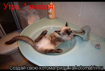 Утро, 1 января... Котоматрица: Утро, 1 января