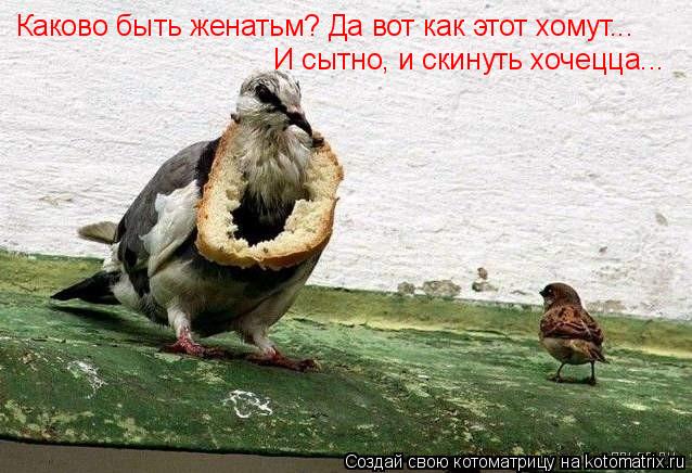 Котоматрица: Каково быть женатьм? Да вот как этот хомут... И сытно, и скинуть хочецца...