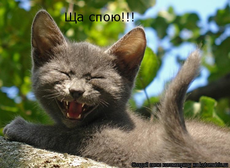 Котоматрица: Ща спою!!!