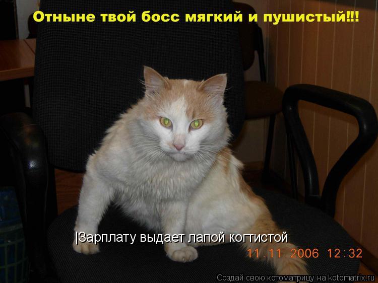 Котоматрица: |Зарплату выдает лапой когтистой