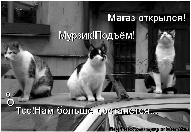 Котоматрица: Мурзик!Подъём! Магаз открылся! Тсс!Нам больше достанется... О о