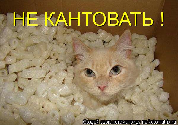 Котоматрица: НЕ КАНТОВАТЬ !