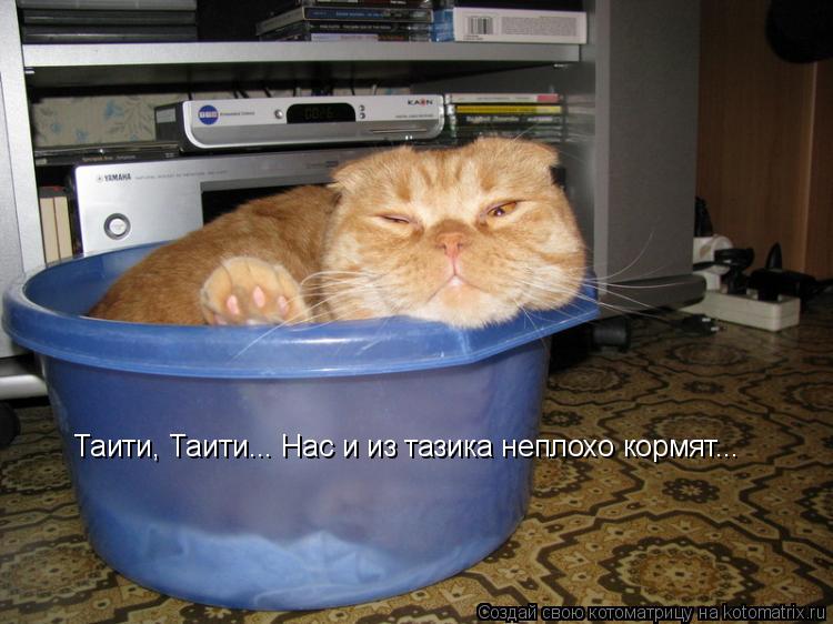 Котоматрица: Таити, Таити... Нас и из тазика неплохо кормят...