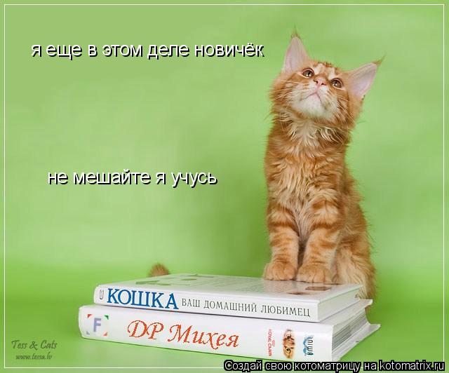 Котоматрица: не мешайте я учусь я еще в этом деле новичёк