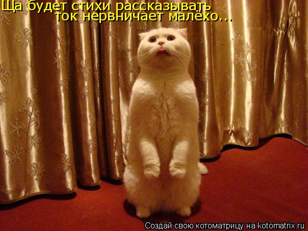 Котоматрица: Ща будет стихи рассказывать ток нервничает малёхо...