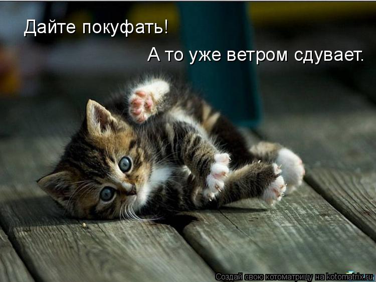 Котоматрица: Дайте покуфать! А то уже ветром сдувает.