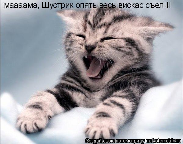 Котоматрица: маааама, Шустрик опять весь вискас съел!!!