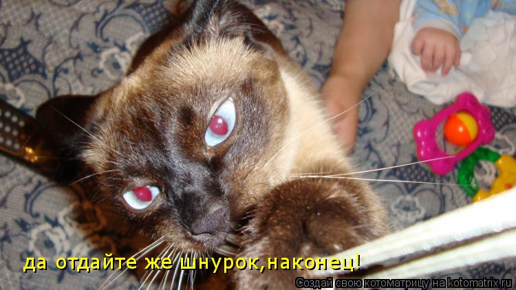 Котоматрица: да отдайте же шнурок,наконец!