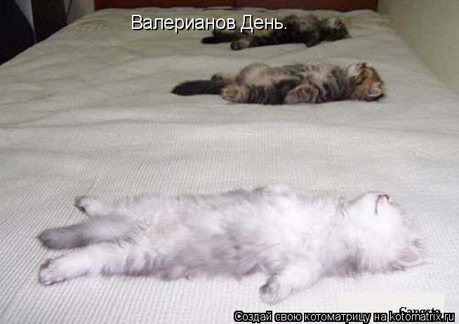 Котоматрица: Валерианов День.