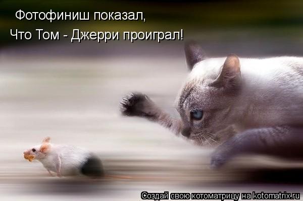 Фотофиниш показал, Что Том - Джерри проиграл!... Котоматрица: Фотофиниш показал, Что Том - Джерри проиграл!