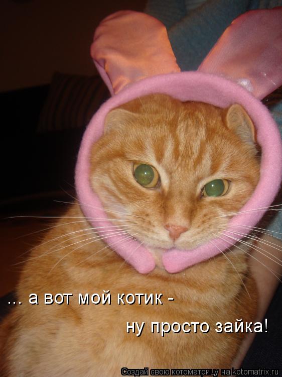 Котоматрица: ... а вот мой котик - ну просто зайка!