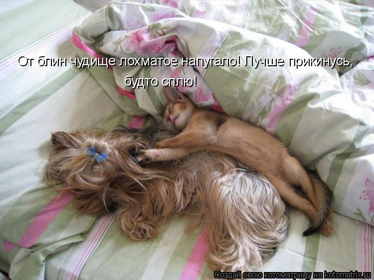 Котоматрица: От блин чудище лохматое напугало! Лучше прикинусь, будто сплю!
