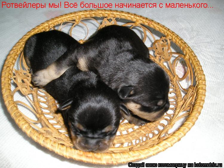 Котоматрица: Ротвейлеры мы! Всё большое начинается с маленького...