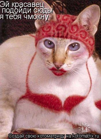 Котоматрица: Эй красавец  подойди сюды  я тебя чмокну