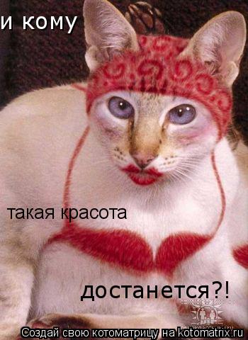 и кому такая красота достанется!? такая красота достанется?!... Котоматрица: и кому такая красота достанется!? такая красота достанется?!