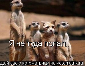 Котоматрица: Я не туда попал...