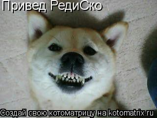 Котоматрица: Привед РедиСко