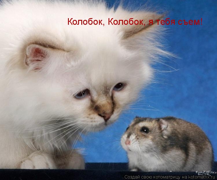 Котоматрица: Колобок, Колобок, я тебя съем!