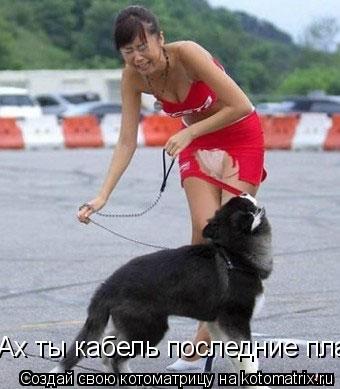 Котоматрица: Ах ты кабель последние платья сожрал