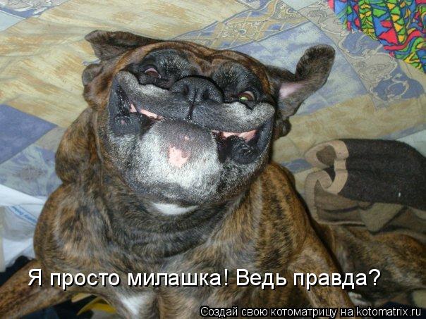 Я просто милашка! Ведь правда?... Котоматрица: Я просто милашка! Ведь правда?