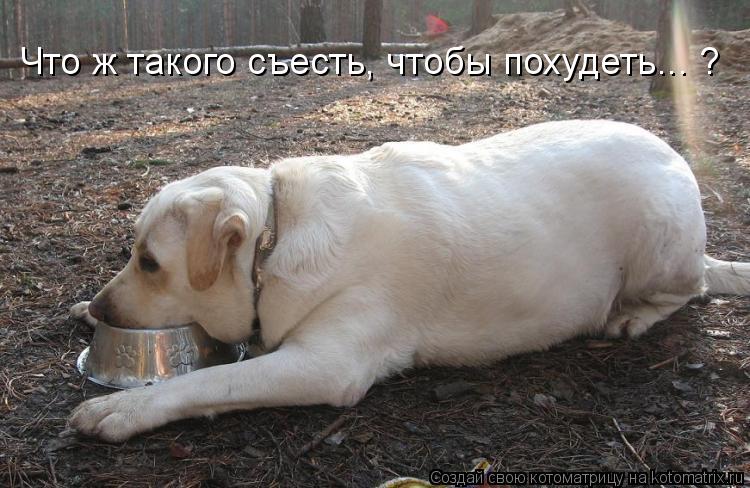 Котоматрица: Что ж такого съесть, чтобы похудеть... ?