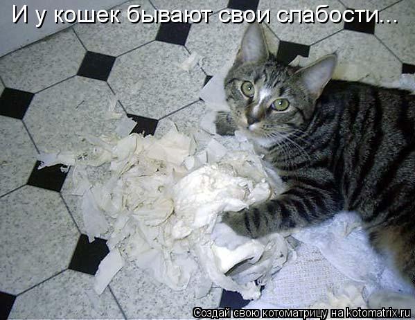Котоматрица: И у кошек бывают свои слабости...