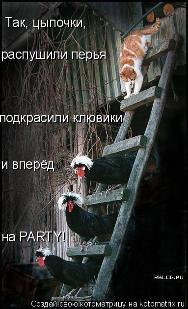 Котоматрица: Так, цыпочки, распушили перья подкрасили клювики  и вперёд  на PARTY!
