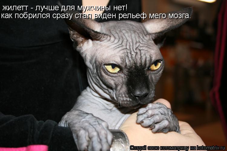 Котоматрица: жилетт - лучше для мужчины нет! как побрился сразу стал виден рельеф мего мозга.