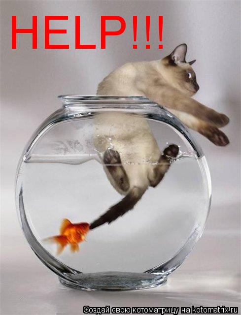 Котоматрица: HELP!!!