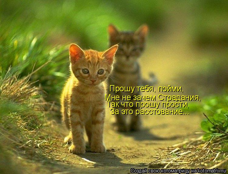 Котоматрица: Прошу тебя, пойми, Мне не зачем Страдания, Так что прошу прости, За это расстование...