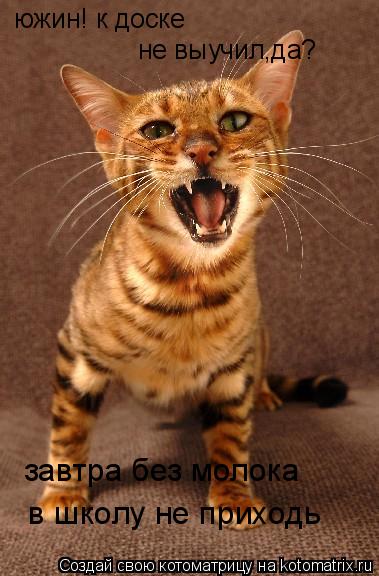 Котоматрица: южин! к доске не выучил,да? завтра без молока  в школу не приходь