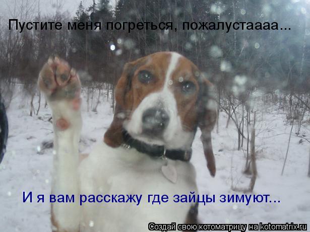 Котоматрица: Пустите меня погреться, пожалустаааа... И я вам расскажу где зайцы зимуют...