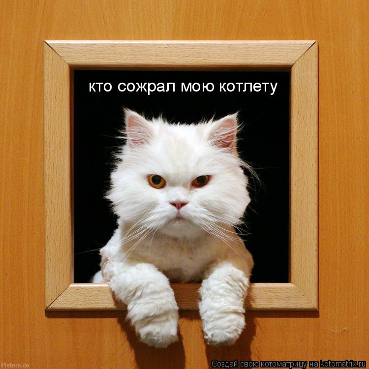 Котоматрица: кто сожрал мою котлету