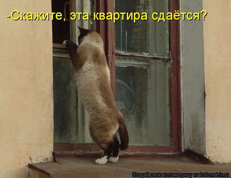 Котоматрица: -Скажите, эта квартира сдаётся?