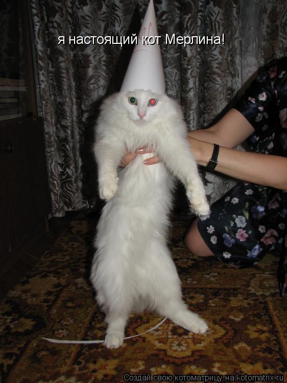 Котоматрица: я настоящий кот Мерлина!