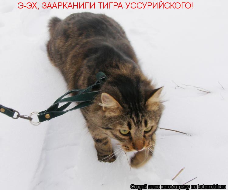 Котоматрица: Э-ЭХ, ЗААРКАНИЛИ ТИГРА УССУРИЙСКОГО!